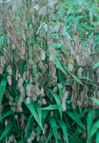 Grasses, Northern Sea Oats