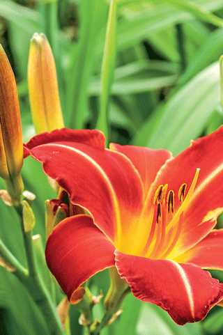 Daylily 'Chicago Fire'