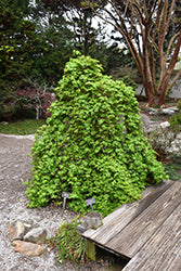 Japanese Maple 'Ryusen'