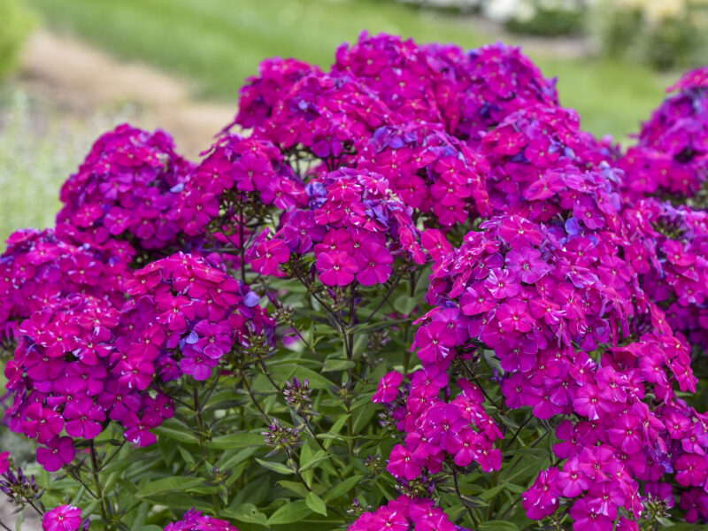 Phlox 'Luminary Ultraviolet' PW