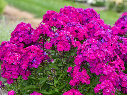 Phlox 'Luminary Ultraviolet' PW