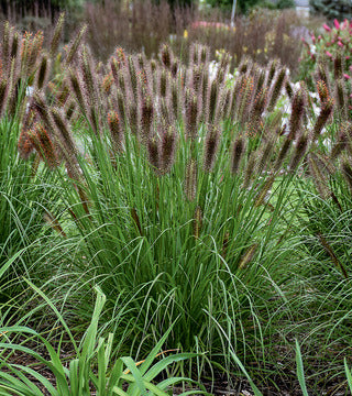 Grasses, Fountain 'Puppy Love'