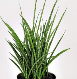 Snake Plant 'Fernwood' 8"