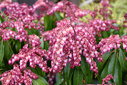 Japanese Andromeda 'Katsura'