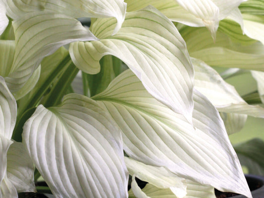 Hosta 'White Feather'