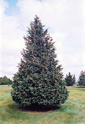 Cypress, Nootka 'Blue'