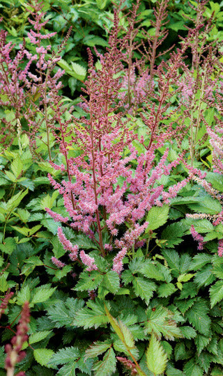 Astilbe 'Veronica Klose'