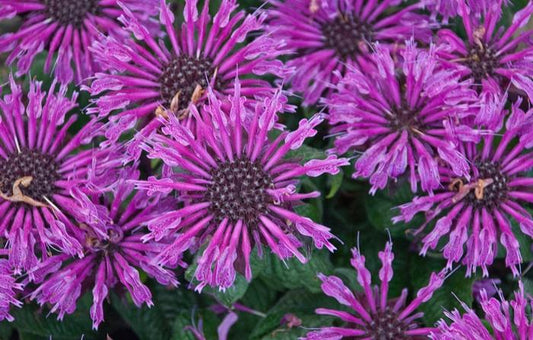 Beebalm 'Leading Lady Plum' PW