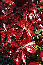 Japanese Andromeda 'Katsura'