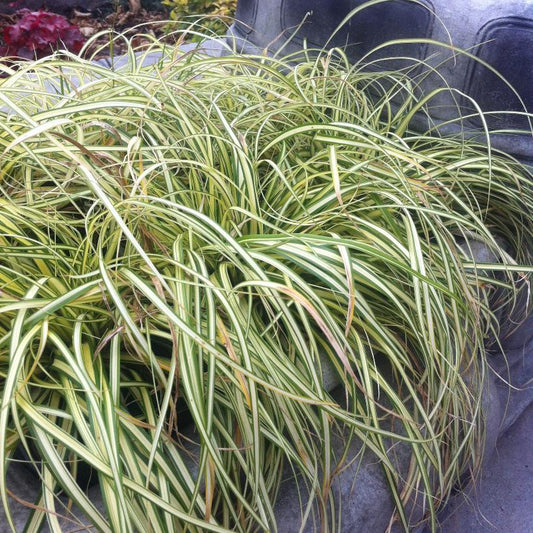 Grasses, Variegated Japanese Sedge 'Evergold'