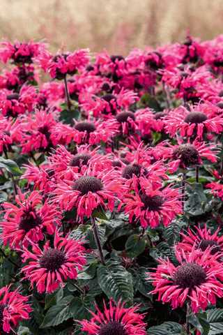 Beebalm 'Bee-You, Bee Happy'