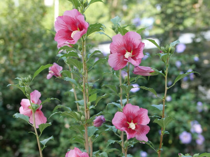 Rose of Sharon 'Red Pillar' PW