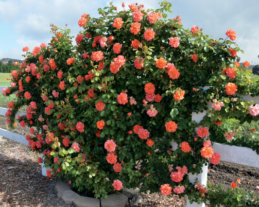 Rose, Climbing 'Above All'