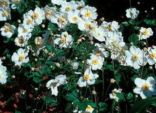 Anemone 'Honorine Jobert'