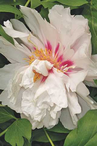 Peony 'Cora Louise'