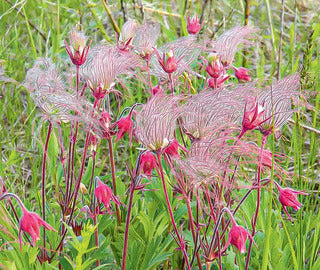 Geum 'Prairie Smoke'