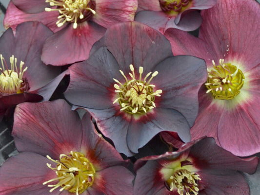 Lenten Rose 'Rome in Red'