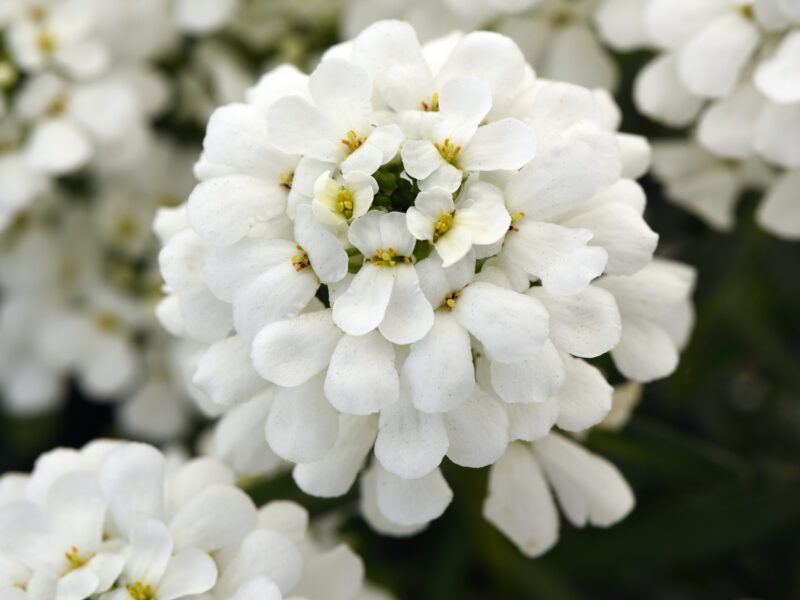 Evergreen Candytuft ' Snowsation'