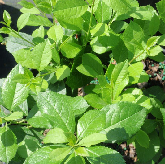 Winterberry 'Mr. Poppins'