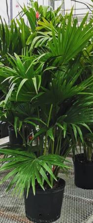 10" Chinese Fan Palm