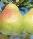 Pear 'Harrow Crisp'