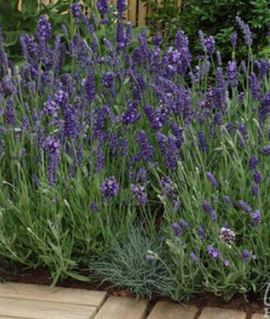 Lavender 'Ellagance Purple'