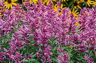 Hyssop 'Rosie Posie'