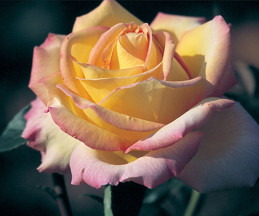 Rose, Tea 'Peace'