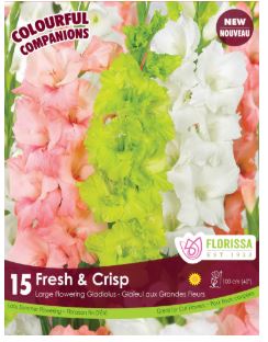 Gladiolus 'Fresh and Crisp Mix' - Bulb