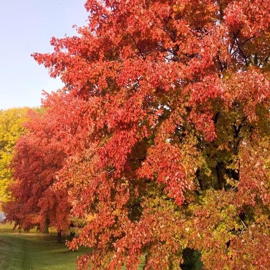 Maple 'Sienna Glen'