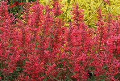 Dwarf Hummingbird Mint 'Kudos Coral'