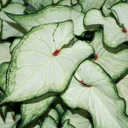 Caladium 'White Wonder' PW