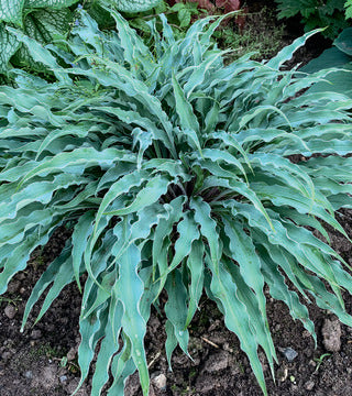 Hosta 'Silly String'