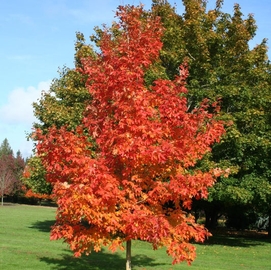 Maple, Sugar 'Fall Fiesta'