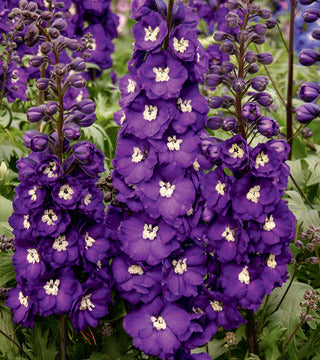 Delphinium, New Zealand 'Purple Passion'