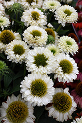 Coneflower 'SunSeekers White Perfection'