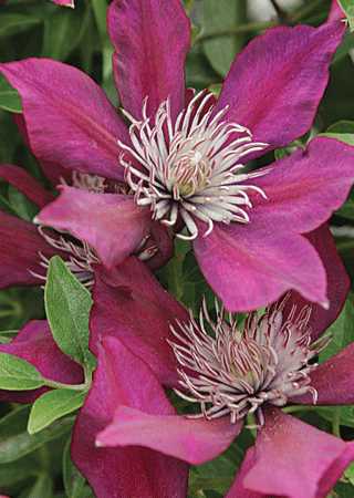 Clematis 'Vicki'