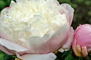 Peony 'Lady Alexandra Duff'