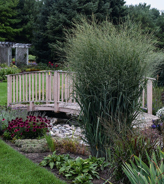 Grasses, Switch 'Prairie Winds - Totem Pole' PW