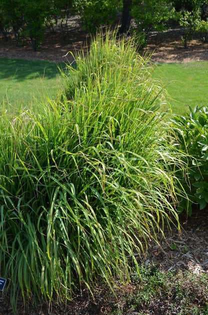 Grasses, Maiden 'Zebra'
