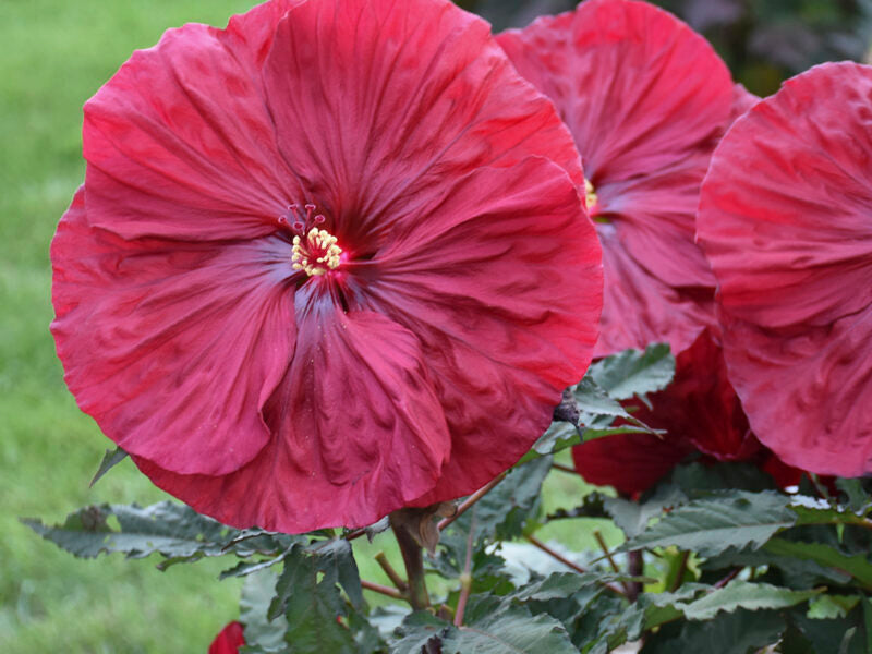 Hibiscus 'Blackberry Merlot'