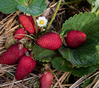 Strawberry 'Albion'