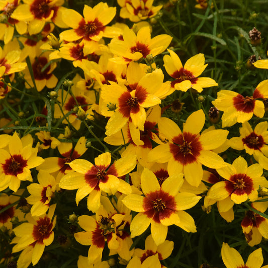 Coreopsis, Threadleaf 'Designer Threads Golden Needles' PW
