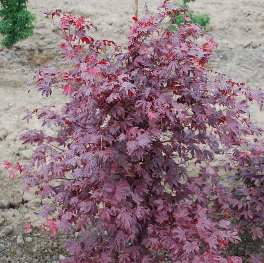 Japanese Maple 'Adrian's Compact'