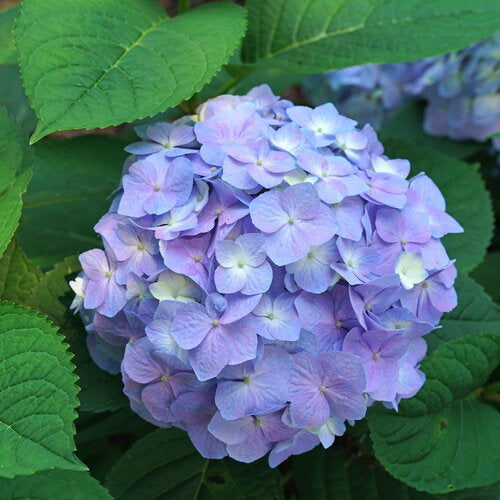 Hydrangea 'Let's Dance Sky View' PW