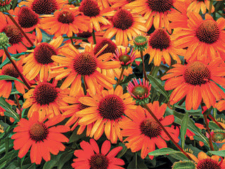 Coneflower 'Kismet Intense Orange'