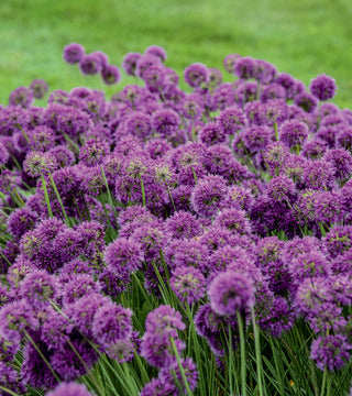 Ornamental Onion 'Lavender Bubbles'