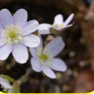 Sharp Lobed Hepatica