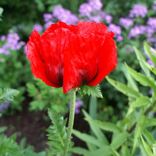 Poppy, Oriental 'Beauty of Livermere'