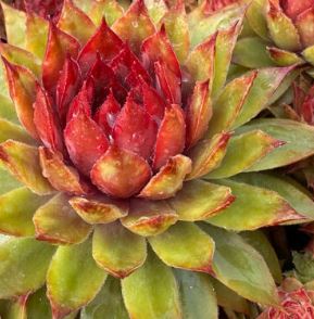 Hens & Chicks, Chick Charms 'Pineapple Paradise'